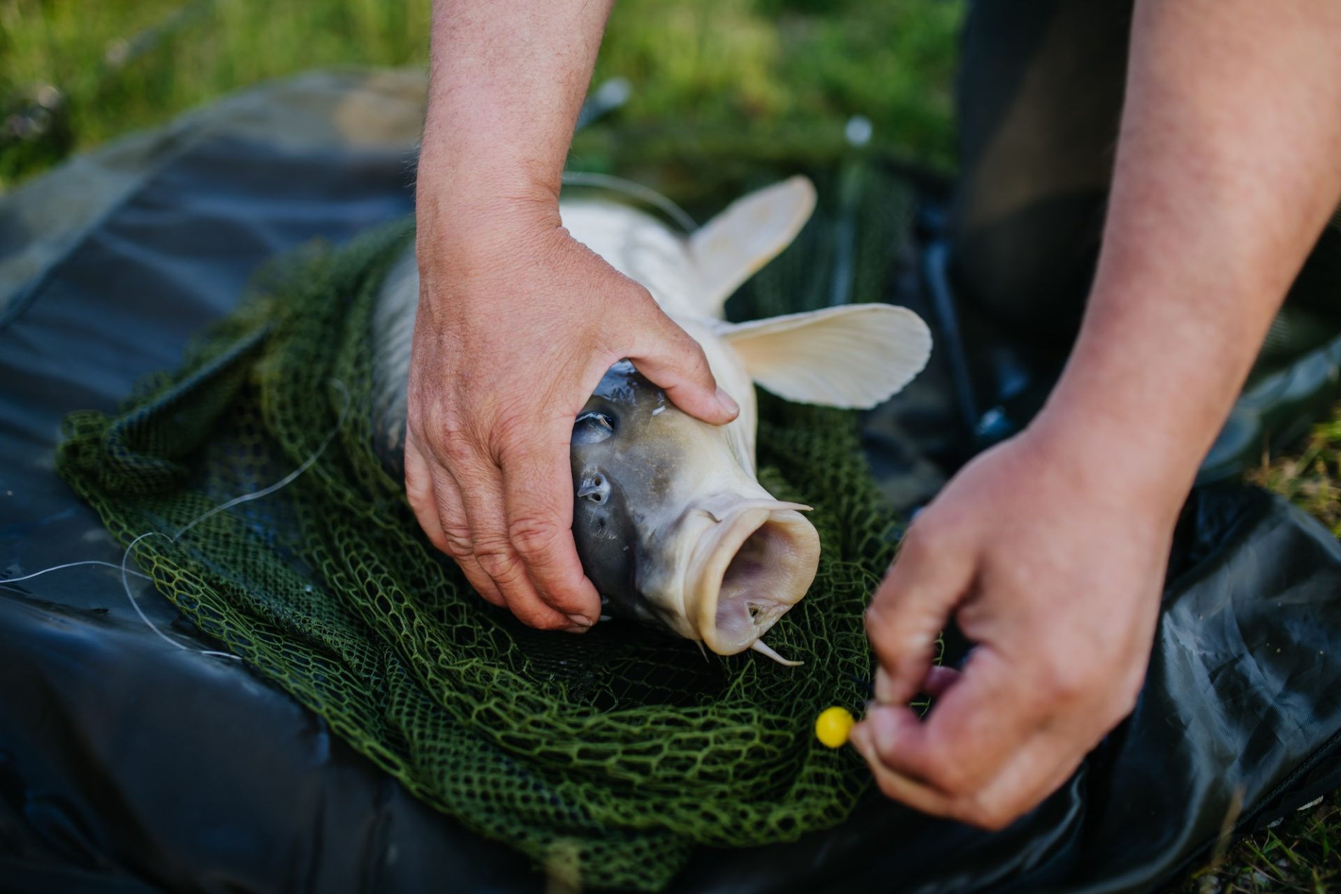 Gros plan d'une carpe capturée dans le filet de pêche.