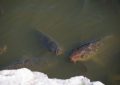 carpes dans l'eau