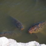carpes dans l'eau