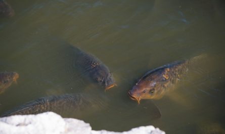 carpes dans l'eau